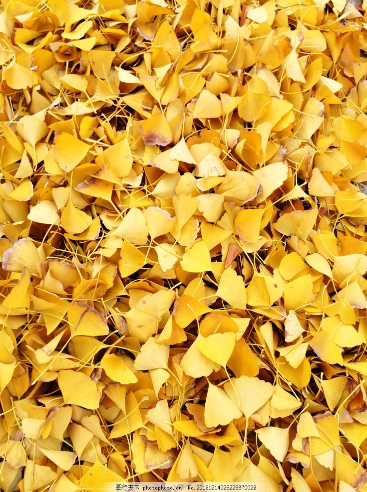 Ginkgo Biloba yellow leaves Ginkgo Biloba yellow leaves